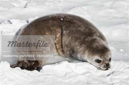 baby seal in Antarctica