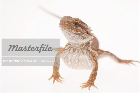 Juvenile Bearded dragon on pure white background