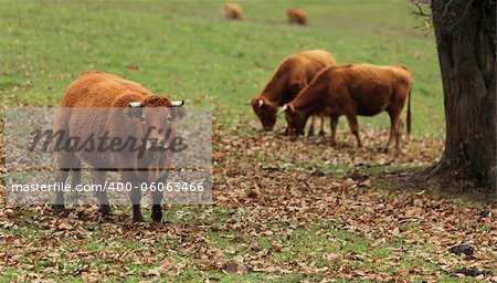 Portrait of a brown cattle in an autumn field.The breed is Salers and is considered to be one of the oldest and most genetically pure of all European breeds.They are common in Auvergne region of France.