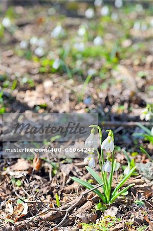 snowdrop blooming