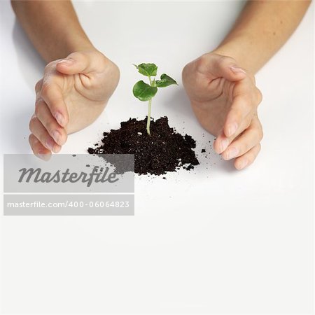 young plant cover their hands on a white background