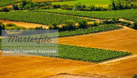Vineyard in Southern France, Region Rhone-Alpes