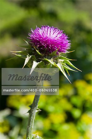 thistle on a green background