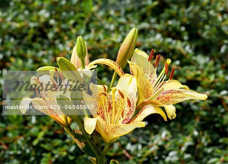 yellow lily in bloom with shallow focus