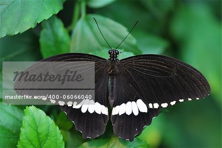 beautiful large black and white butterfly in large view