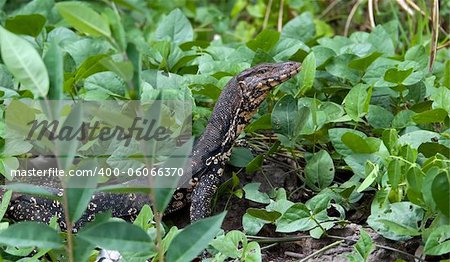 A asian water monitor in Kandy, Sri Lanka