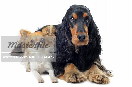 portrait of a  purebred chihuahua and english cocker in a studio