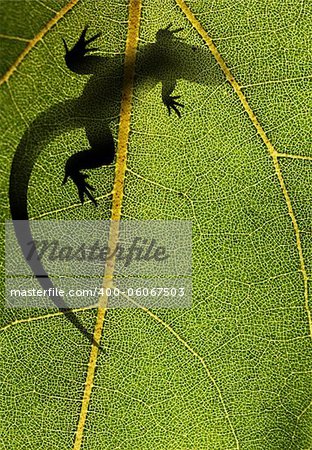 Silhouette of a lizard on top of a leaf back lit by sunlight
