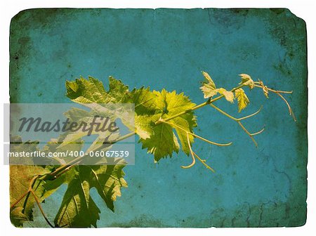 Young grape leaves. Old postcard, design in grunge and retro style