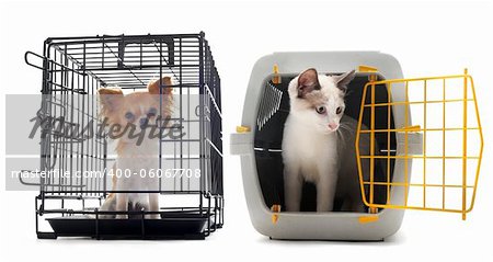 chihuahua and cat closed inside pet carrier isolated on white background