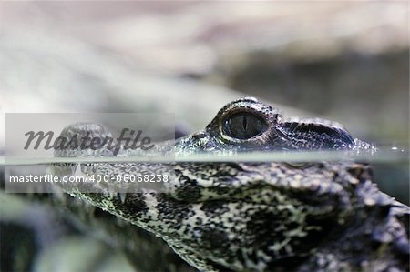 baby alligator breathing with nose just an inch from the water