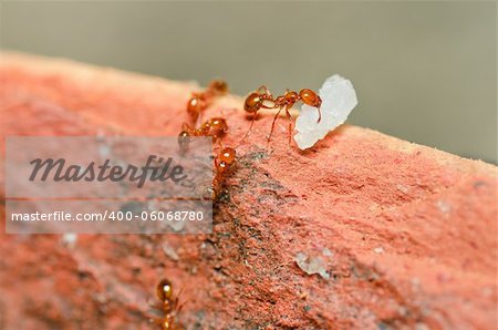 fire ant teamwork in nature or in the garden