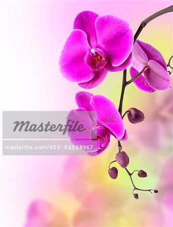 beautiful purple orchid on white background