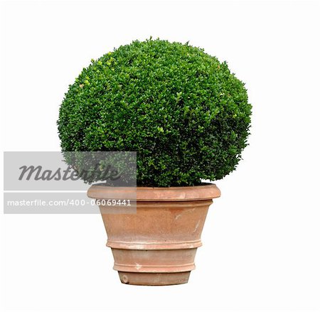 Boxwood on white baggrund