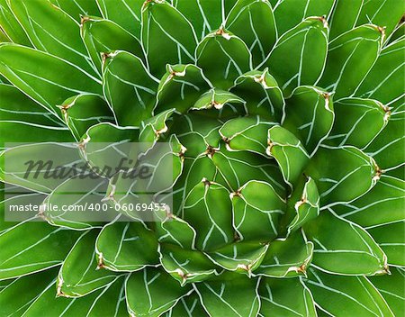 green abstract Plant