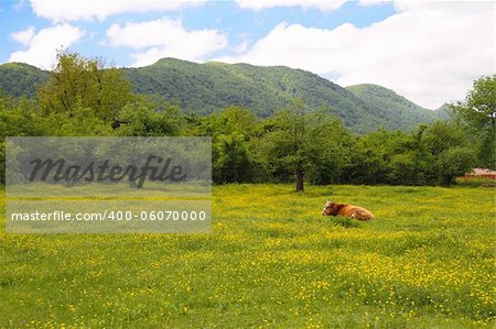Brown Swiss Cow on the spring field in the Alps Mountain Range