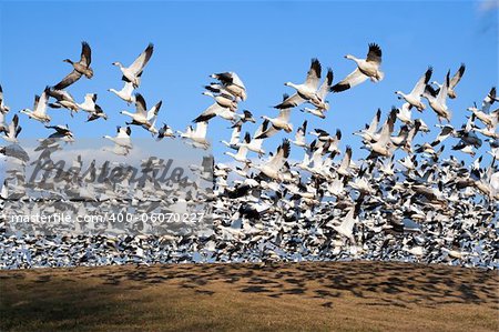 Thousands of Snow Geese fly from a hillside at Middle Creek Wildlife Management Area in Lancaster County, Pennsylvania,USA.