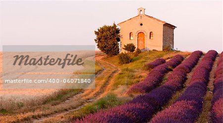 chapel with lavender and grain fields, Plateau de Valensole, Provence, France