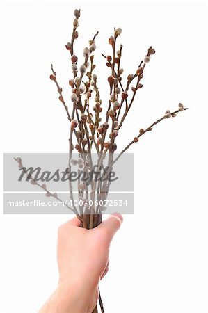 A bunch of catkins on white background