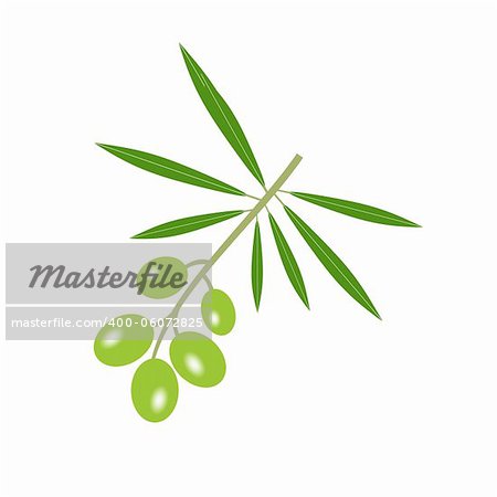 Olive branch isolated on white background