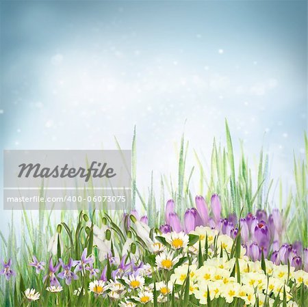 Winter or early spring nature background with grass and crocus flowers, primrose, snowdrop, violets and daisies. Spring floral background