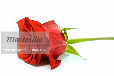 young red rose isolated on white