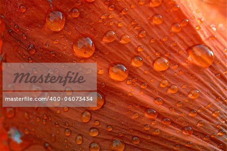 Closeup of dew drops on a poppy petal