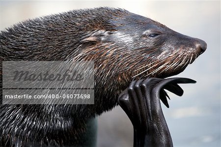 Close-up image of female walrus poses.