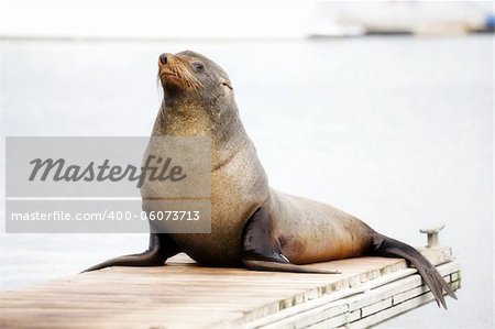 Sea Lion sits on the bridge, looking into the camera and smiles.