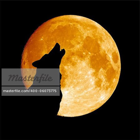 Wolf howling at the moon in the midnight