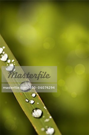 Morning dew water droplets on a grass blade reflecting sunshine with green background blurred showing bokeh effect