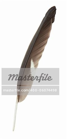 Single dark feather isolated on white background