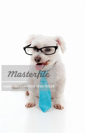 Intelligent looking maltese terrier wears a blue tie and black rim eye glasses.  White background.