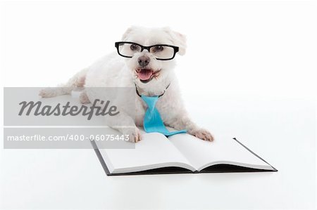 Adorable white dog lying in front of an open book, wearing black rim glasses and a blue tie and is studying or reading or learning, concept.  White background.
