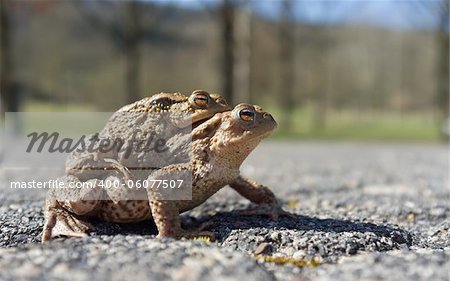 Couple Of mating Toads  in spring season