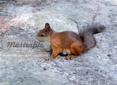 Eating squirrel