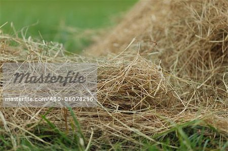 hay close up