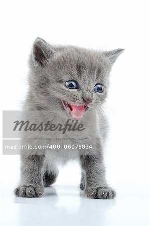 portrait of funny British gray kitten isolated portrait of funny British gray kitten isolated
