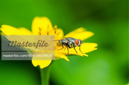 fly macro Little yellow star flower in green nature