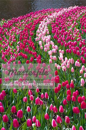 red and pink tulips in the Keukenhof