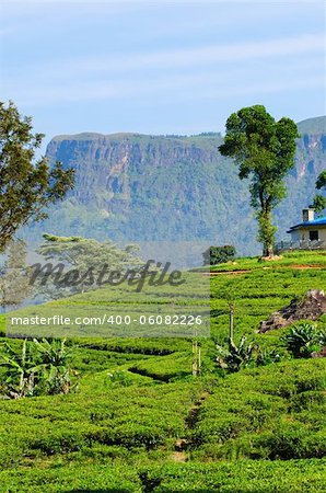 Green tea fields on hills with mountain and house on background