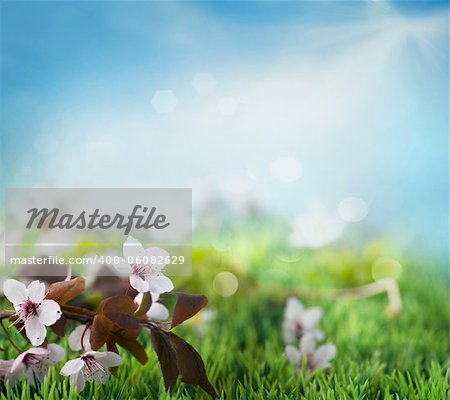 Beautiful floral spring background. Flowers in grass with blue sky