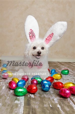 An easter bunny dog surrounded by various colourful foil wrapped chocolate easter eggs.