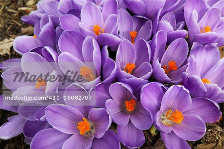 Clump of purple crocus flowers fills the frame in early spring