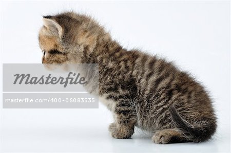 profile portrait of one month old adorable small tabby kitten profile portrait of one month old adorable small tabby kitten