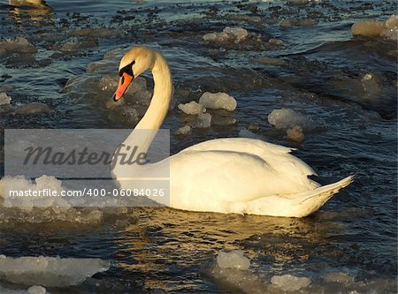 swan on frozen lake, warm sunset light