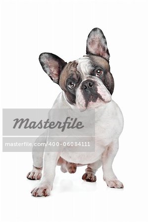 French Bulldog in front of a white background