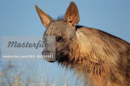 Portrait of a brown hyena (Hyaena brunnea) against a blue sky, Kalahari desert, South Africa