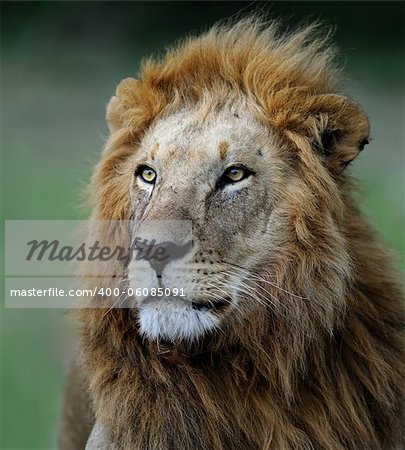 portrait of a African lion