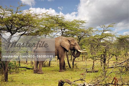 elephant standing by some  trees